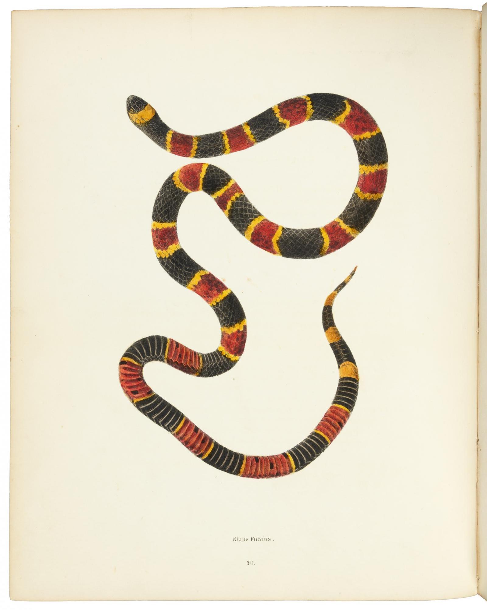 North American Herpetology by John Edwards Holbrook, Estimate: $10,000-15,000